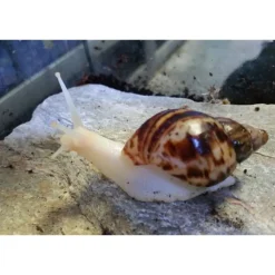 Krybdyr fra hele Verden Achatina reticulata Congosnegl ungdyr