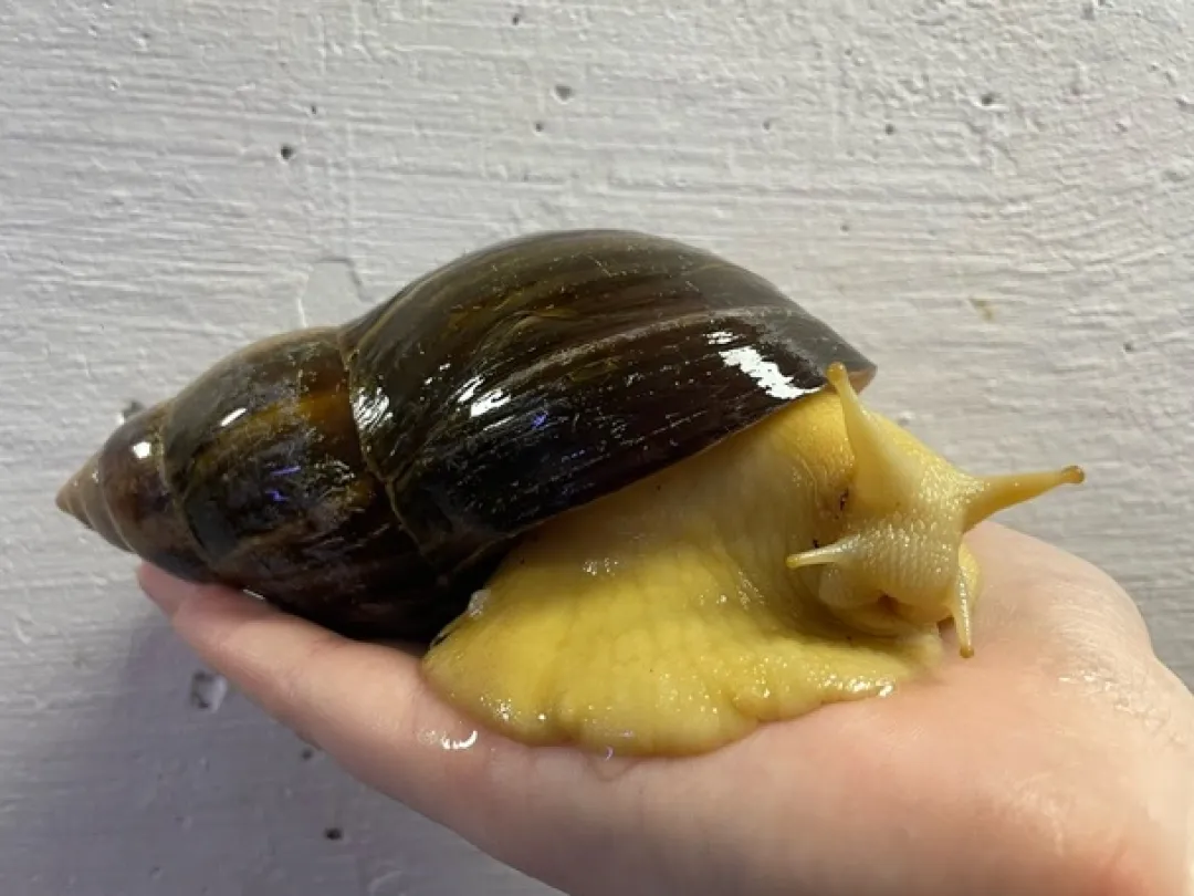 Krybdyr fra hele Verden achatina reticulata / Congosnegl XL