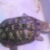 Krybdyr fra hele Verden Afrikansk hjelmskildpadde (Pelomedusa subrufa)