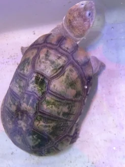 Krybdyr fra hele Verden Afrikansk hjelmskildpadde (Pelomedusa subrufa)