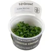 Tropica Akvarieplanter Anubias barteri 'Mini Coin' limited edition