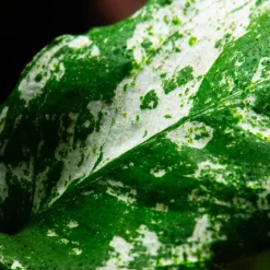 Tropica Akvarieplanter Anubias barteri var. nana Pinto potte
