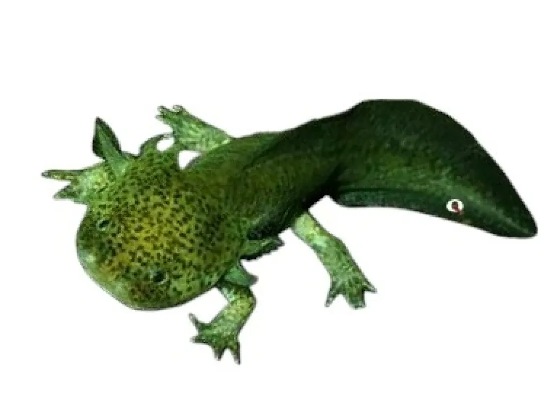 Akvariefisk Axolotl (Ambystoma Mexicanum Green) - det evige larvestadie i akvariet