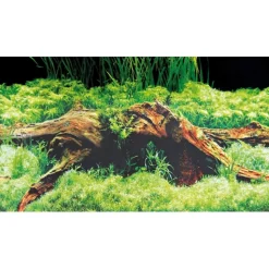 Hobby Baggrund til akvarium Beplantet og mos (50 cm høj) 120 cm