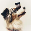 B&B Økologisk Hundeshampoo B&B Sølvsalve 60 ml