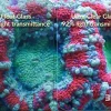 Blau - Aquaristic Blau Gran Cubic Super Reef 122 Black 366 liters Saltvandsakvarium