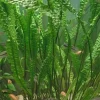 MiniZoo Cryptocoryne aponogetifolia (Hammerslået)