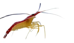 Saltvandsfisk Dannebrogsreje 3-4 cm (Lysmata Amboinensis)