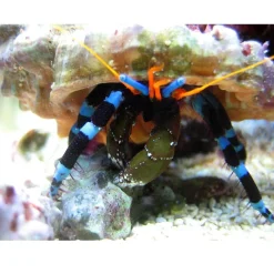 Saltvandsfisk Eremitkrebs Calcinus Elegans