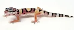 Krybdyr fra hele Verden Eublepharis macularius Designer Leopardgekko - small/unger