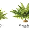 ExoTerra Exo Terra Boston Fern (medium)
