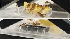 ExoTerra Exo Terra Cricket Pen lille