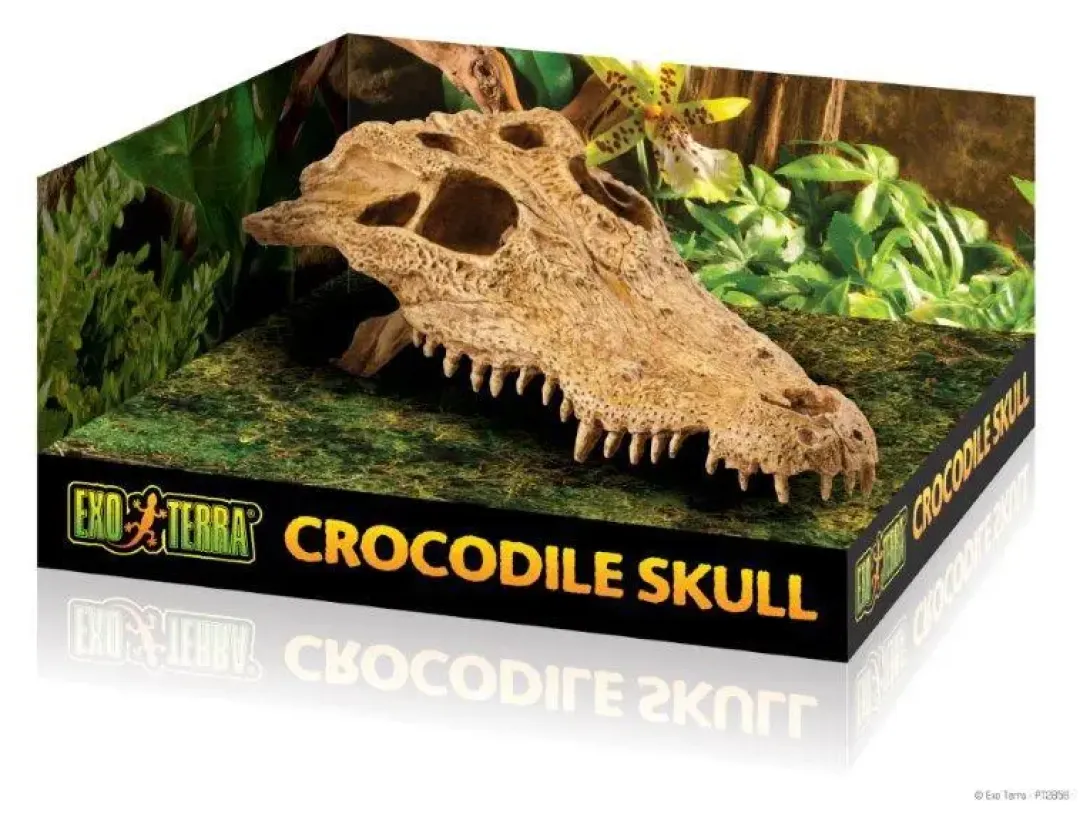 ExoTerra Exo Terra Krokodille kranie