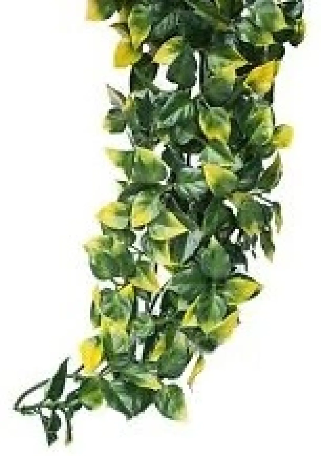 ExoTerra Exo Terra Mandarin stor