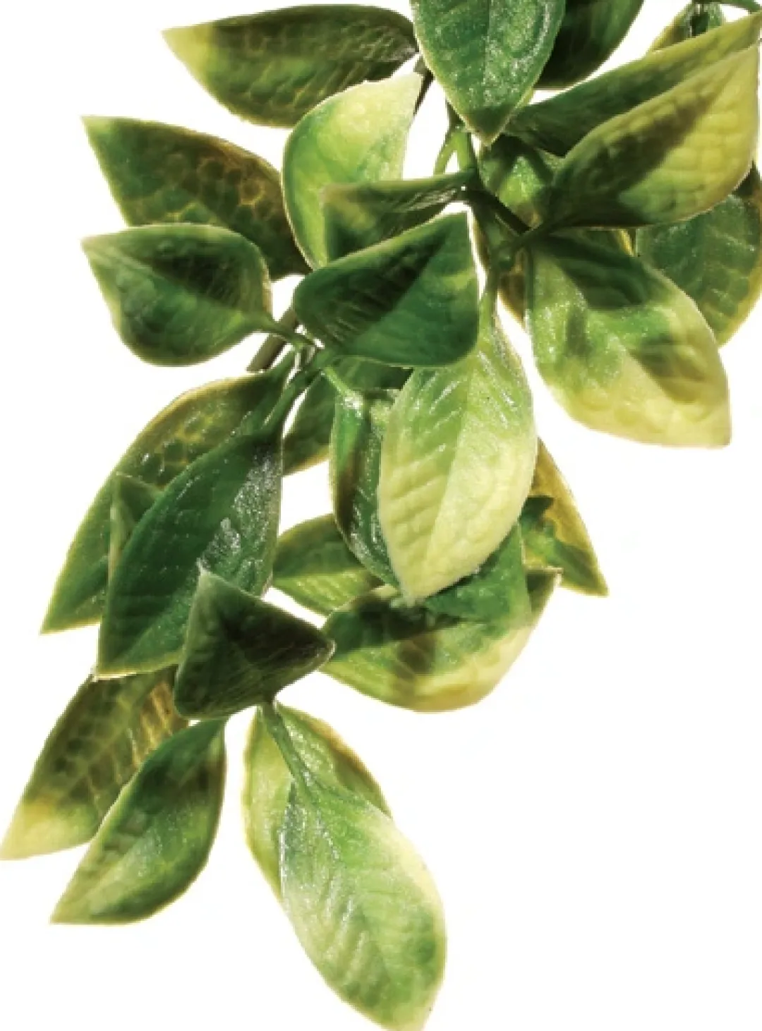 ExoTerra Exo Terra Mandarin stor