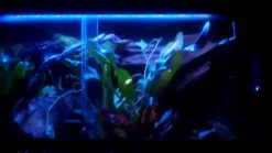 ExoTerra Exo Terra Night Glo 25 watt.