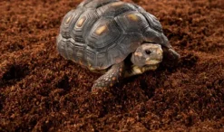 ExoTerra Exo Terra Plantation Soil 650 g