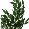 ExoTerra Exo Terra Ruscus medium