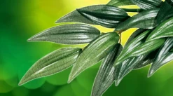 ExoTerra Exo Terra Ruscus stor