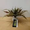 ExoTerra Exo Terra Star Cactus