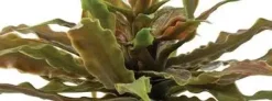 ExoTerra Exo Terra Star Cactus