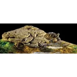 ExoTerra Exo Terra Turtle Bank med magnet medium