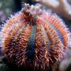 Koraller & bløddyr Farvet Pynte Søpindsvin (Mespilla globulus)