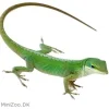MiniZoo Feriepasning Anole pr påbegyndt uge