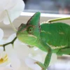 MiniZoo Feriepasning Kamæleon pr påbegyndt uge