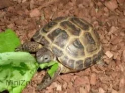 MiniZoo Feriepasning Skildpadde pr påbegyndt uge