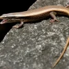 MiniZoo Feriepasning Skink pr påbegyndt uge