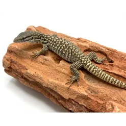 MiniZoo Feriepasning Varan pr påbegyndt uge