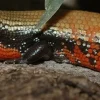 Krybdyr fra hele Verden Flammeskink (Lepidothyris Fernandi)