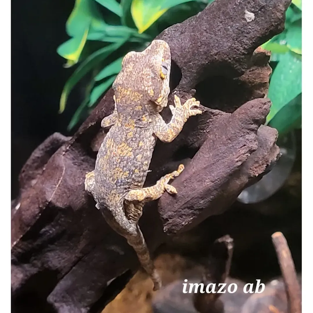Krybdyr fra hele Verden Gargoyle gecko Designe Juvenile - Rhacodactylus auricu