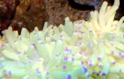 Saltvandsfisk Grøn anemone (Heteractis malu)