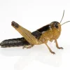 Foder til Krybdyr Græshoppe 1 stk Medium 3-4 cm