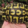 Krybdyr fra hele Verden Græsk landskildpadde (Testudo Hermanni hermanni)