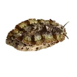 Saltvandsfisk Haliotis asinina Abalone 6-10 cm