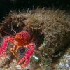 Saltvandsfisk Hawaii Dværghummer (Enoplometopus occidentalis)
