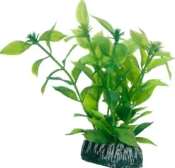 Hobby Hygrophila 20 cm