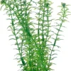 Hobby Lagarosiphon 20 cm