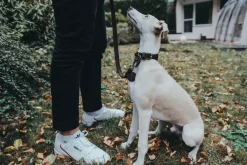 Hunter Aalborg Førerline til Hund Mørkebrun 20/100