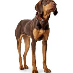 Hunter Cody 40 Cognac Mørkebrun hundehalsbånd - 29-35 cm