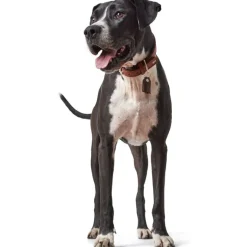 Hunter Cody 55 Cognac Mørkebrun hundehalsbånd - 42-48 cm