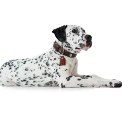 Hunter Cody 40 Mørkebrun Cognac hundehalsbånd - 29-35 cm