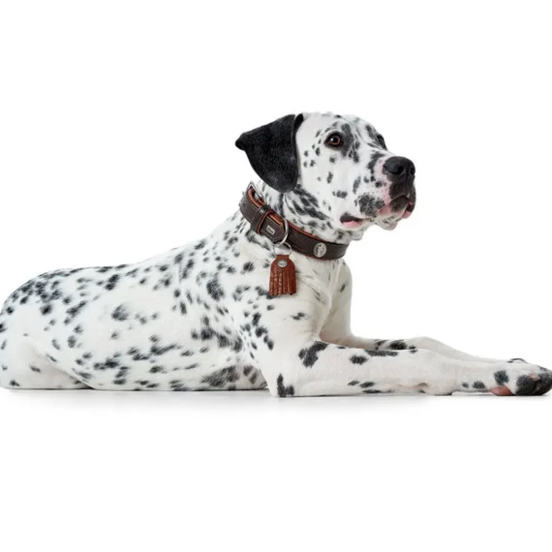 Hunter Cody 55 Mørkebrun Cognac hundehalsbånd - 42-48 cm