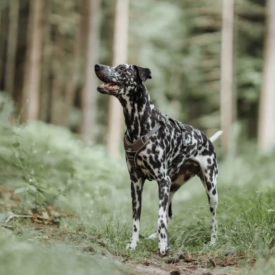 Hunter Divo hundesele L brun/grå just mave 72-100 cm - Kraftig støtte og tryg pasform