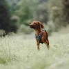 Hunter Divo hundesele L-XL petrol/grå just mave 79-107 cm - Ergonomisk komfort og refleks
