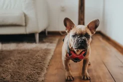 Hunter Divo hundesele L-XL rød/grå just mave 79-107 cm - Ekstra stabilitet og komfort