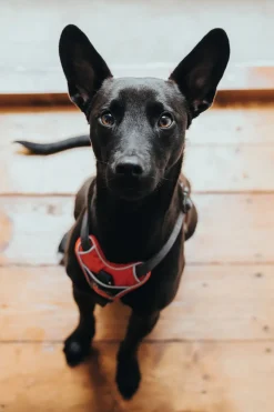 Hunter Divo hundesele L-XL rød/grå just mave 79-107 cm - Ekstra stabilitet og komfort